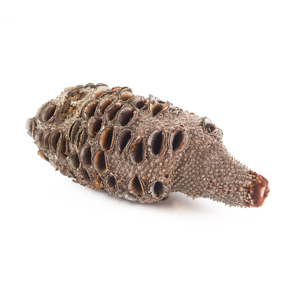 [Turners' Mill] Turners' Mill Banksia Nut